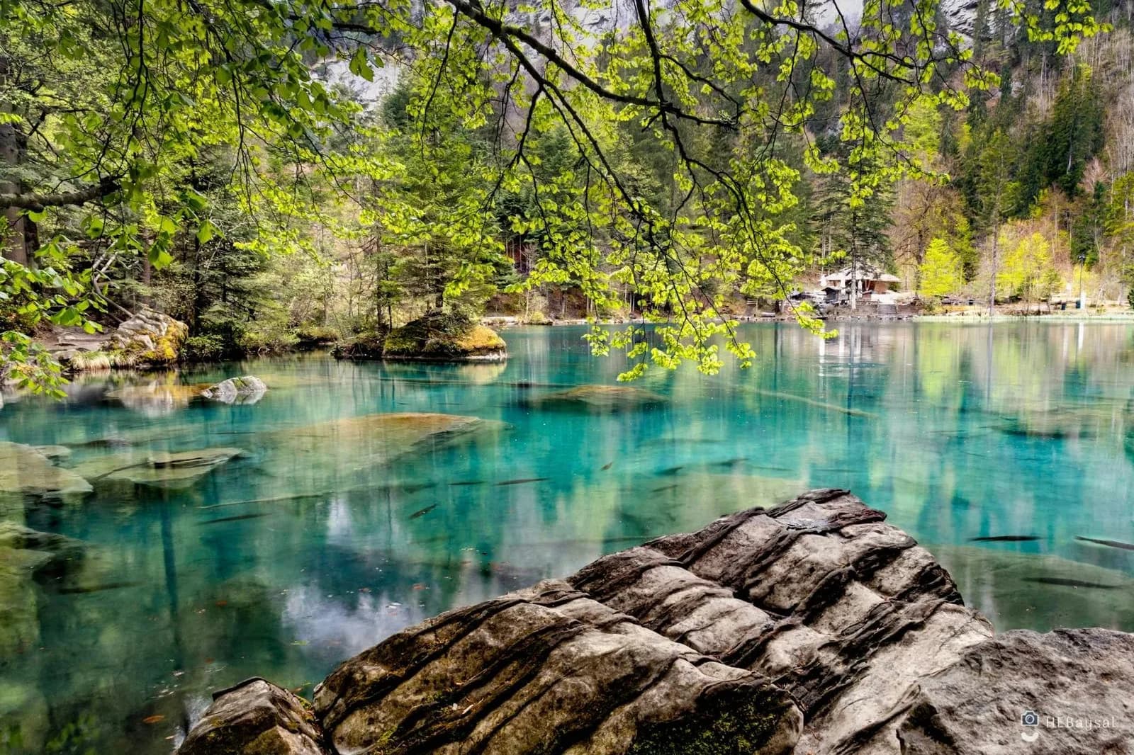 The tranquil blue-green water of Blausee Lake is surrounded by dense forest, with a small house visible in the distance.